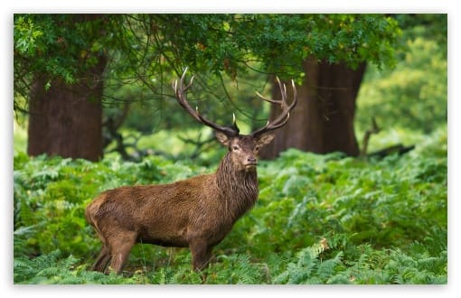 Elk Wildlife UltraHD Wallpaper for UHD 16:9 ; HD 16:9 ; UltraWide 21:9 24:10 ; Widescreen 16:10 ; Tablet 1:1 ; Mobile 9:16 9:19.5 9:20 ;