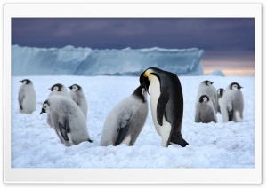 Emperor Penguin Ultra HD Wallpaper for 4K UHD Widescreen desktop, tablet & smartphone