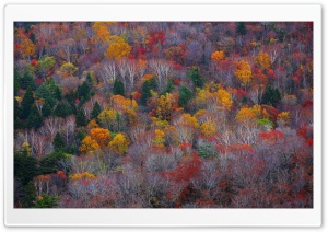 Empty Forest Trees, Fall 4K UHD Wallpaper for Widescreen and UltraWide Desktop, UltraHD TV, Smartphone, Tablet