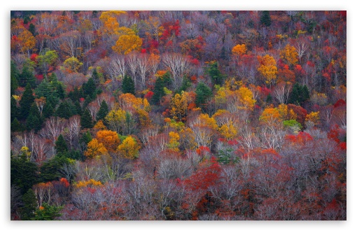 Empty Forest Trees, Fall UltraHD Wallpaper for UHD 16:9 ; HD 16:9 ; UltraWide 21:9 24:10 32:9 32:10 ; Widescreen 16:10 5:3 ; Fullscreen 4:3 5:4 3:2 ; Tablet 1:1 ; Mobile 9:16 9:19.5 9:20 9:21 9:22 10:16 2:3 3:5 3:4 ; Dual 16:10 5:3 16:9 4:3 5:4 3:2 ;
