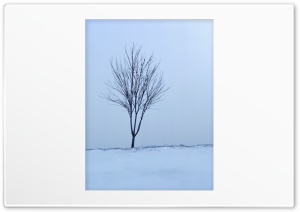 Empty Tree Winter 4K UHD Wallpaper for Widescreen and UltraWide Desktop, UltraHD TV, Smartphone, Tablet