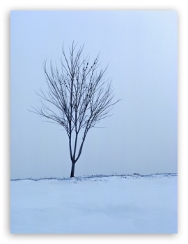 Empty Tree Winter UltraHD Wallpaper for Mobile 3:5 3:4 ;