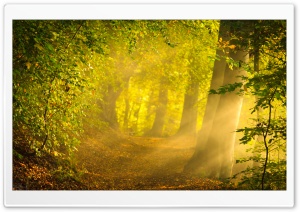 Enchanted Forest Ultra HD Wallpaper for 4K UHD Widescreen desktop, tablet & smartphone