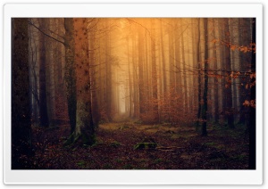 Enchanted Forest Background Ultra HD Wallpaper for 4K UHD Widescreen desktop, tablet & smartphone