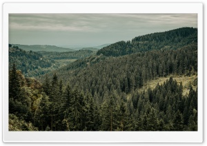 Endless Forest 4K UHD Wallpaper for Widescreen and UltraWide Desktop, UltraHD TV, Smartphone, Tablet