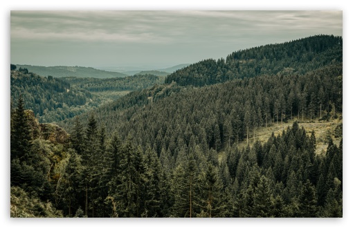 Endless Forest UltraHD Wallpaper for UHD 16:9 ; HD 16:9 ; UltraWide 21:9 24:10 32:9 32:10 ; Widescreen 16:10 5:3 ; Fullscreen 4:3 5:4 3:2 ; Tablet 1:1 ; Mobile 9:16 9:19.5 9:20 9:21 9:22 10:16 2:3 3:5 3:4 ; Dual 16:10 5:3 16:9 4:3 5:4 3:2 ;