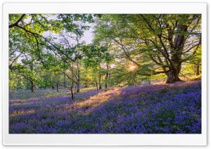 English Bluebells Flowers Ultra HD Wallpaper for 4K UHD Widescreen desktop, tablet & smartphone