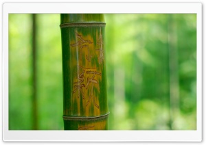 Engraved Bamboo Ultra HD Wallpaper for 4K UHD Widescreen desktop, tablet & smartphone