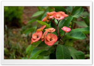 Euphorbia Ultra HD Wallpaper for 4K UHD Widescreen desktop, tablet & smartphone