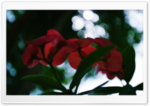 Euphorbia Milii Desmoul Ultra HD Wallpaper for 4K UHD Widescreen desktop, tablet & smartphone
