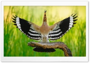 Eurasian Hoopoe Landing with Wings Spread 4K UHD Wallpaper for Widescreen and UltraWide Desktop, UltraHD TV, Smartphone, Tablet