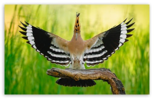 Eurasian Hoopoe Landing with Wings Spread UltraHD Wallpaper for UHD 16:9 ; HD 16:9 ; UltraWide 21:9 24:10 ; Widescreen 16:10 ;