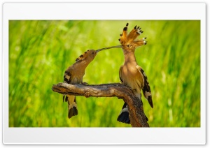 Eurasian Hoopoe Pair in Mittlere Elbe Steckby Protected Area 4K UHD Wallpaper for Widescreen and UltraWide Desktop, UltraHD TV, Smartphone, Tablet