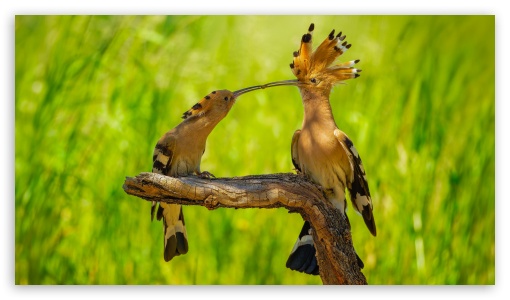 Eurasian Hoopoe Pair in Mittlere Elbe Steckby Protected Area UltraHD Wallpaper for UHD 16:9 ; HD 16:9 ; UltraWide 21:9 24:10 ; Widescreen 16:10 ; Tablet 1:1 ;