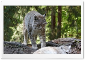 Eurasian Lynx, Eurasischer Luchs Ultra HD Wallpaper for 4K UHD Widescreen desktop, tablet & smartphone