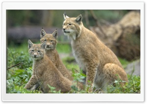 Eurasian Lynx Lynx Lynx With Cubs Muenster Germany Ultra HD Wallpaper for 4K UHD Widescreen desktop, tablet & smartphone