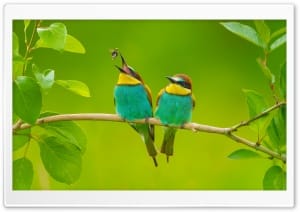 European Bee Eater Pair with One Catching a Bee in Flight 4K UHD Wallpaper for Widescreen and UltraWide Desktop, UltraHD TV, Smartphone, Tablet