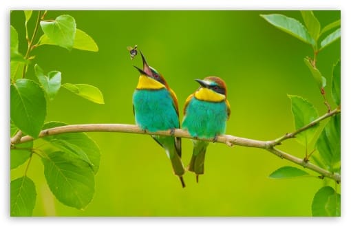 European Bee Eater Pair with One Catching a Bee in Flight UltraHD Wallpaper for UHD 16:9 ; HD 16:9 ; UltraWide 21:9 24:10 ; Widescreen 16:10 ; Tablet 1:1 ; Mobile 9:16 ;