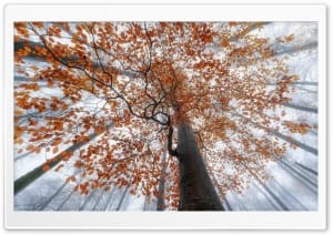 European Beech Autumn Colors in Rhon Biosphere Reserve 4K UHD Wallpaper for Widescreen and UltraWide Desktop, UltraHD TV, Smartphone, Tablet