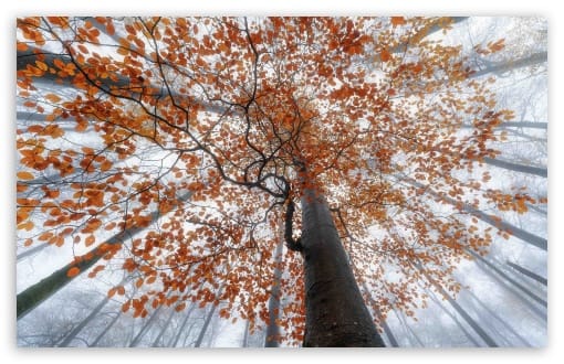 European Beech Autumn Colors in Rhon Biosphere Reserve UltraHD Wallpaper for UHD 16:9 ; HD 16:9 ; UltraWide 21:9 24:10 32:9 32:10 ; Widescreen 16:10 ; Fullscreen 3:2 ; Tablet 1:1 ; Mobile 9:16 9:19.5 9:20 9:21 ; Dual 16:10 16:9 ;
