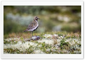 European Golden Plover, Plover, Bird, Wildlife 4K UHD Wallpaper for Widescreen and UltraWide Desktop, UltraHD TV, Smartphone, Tablet