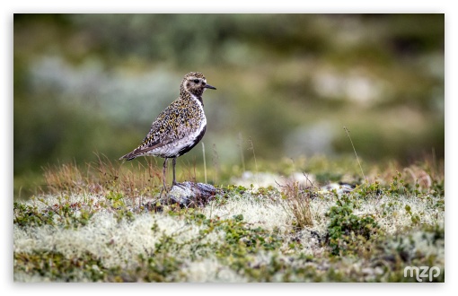European Golden Plover, Plover, Bird, Wildlife UltraHD Wallpaper for UHD 16:9 ; HD 16:9 ; Widescreen 16:10 5:3 ; Fullscreen 4:3 5:4 3:2 ;