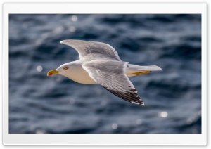 European Gull, Silbermve Ultra HD Wallpaper for 4K UHD Widescreen desktop, tablet & smartphone
