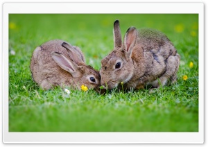 European Rabbits Pair Ultra HD Wallpaper for 4K UHD Widescreen desktop, tablet & smartphone