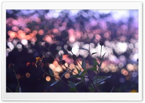 Evening Bokeh And Flowers Ultra HD Wallpaper for 4K UHD Widescreen desktop, tablet & smartphone