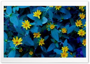 Evening Flowers Ultra HD Wallpaper for 4K UHD Widescreen desktop, tablet & smartphone
