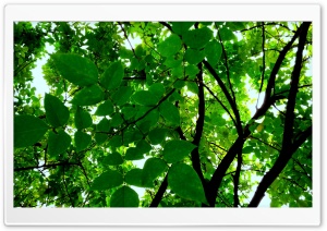 Ever Green Ultra HD Wallpaper for 4K UHD Widescreen desktop, tablet & smartphone