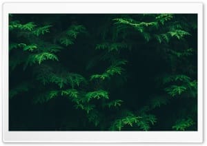 Evergreen Foliage 4K UHD Wallpaper for Widescreen and UltraWide Desktop, UltraHD TV, Smartphone, Tablet