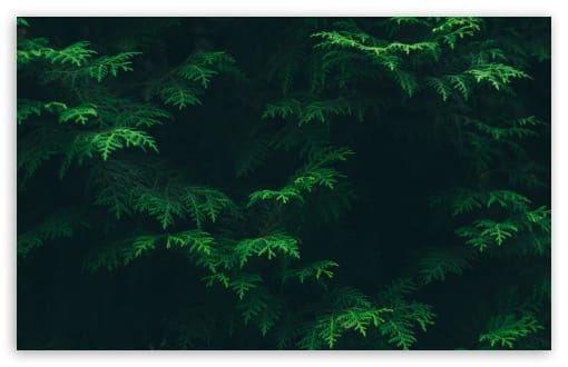 Evergreen Foliage UltraHD Wallpaper for UHD 16:9 ; HD 16:9 ; UltraWide 21:9 24:10 32:9 32:10 ; Widescreen 16:10 ; Fullscreen 3:2 ; Tablet 1:1 ; Mobile 9:16 9:19.5 9:20 9:21 9:22 ; Dual 16:10 16:9 ;