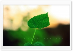 Evergreen Leaf Ultra HD Wallpaper for 4K UHD Widescreen desktop, tablet & smartphone