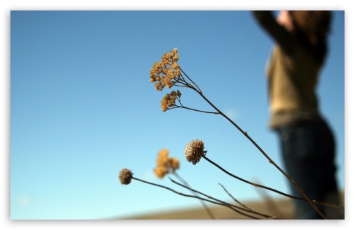 Everlasting Flowers UltraHD Wallpaper for Widescreen 16:10 ; Fullscreen 4:3 5:4 3:2 ; Tablet 1:1 ;