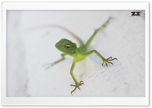 Everybody in Life is a Chameleon Ultra HD Wallpaper for 4K UHD Widescreen desktop, tablet & smartphone
