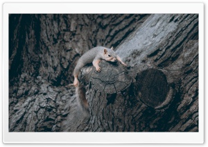 Exhausted Squirrel Ultra HD Wallpaper for 4K UHD Widescreen desktop, tablet & smartphone