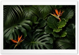 Exotic Botanical Close-Up with Monstera and Tropical Blooms 4K UHD Wallpaper for Widescreen and UltraWide Desktop, UltraHD TV, Smartphone, Tablet