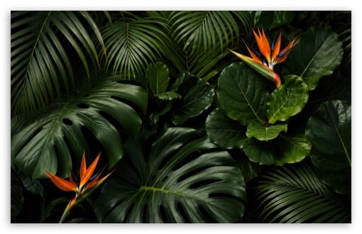 Exotic Botanical Close-Up with Monstera and Tropical Blooms UltraHD Wallpaper for UHD 16:9 ; HD 16:9 ; UltraWide 21:9 24:10 32:9 32:10 ; Widescreen 16:10 ; Tablet 1:1 ; Mobile 9:16 9:19.5 9:20 9:21 9:22 ; Dual 16:10 16:9 ;