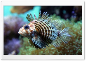 Exotic Fish 12 Ultra HD Wallpaper for 4K UHD Widescreen desktop, tablet & smartphone