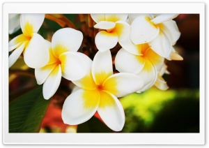 Exotic Flowers Plumerias Ultra HD Wallpaper for 4K UHD Widescreen desktop, tablet & smartphone
