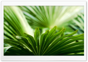 Exotic Leaf Ultra HD Wallpaper for 4K UHD Widescreen desktop, tablet & smartphone