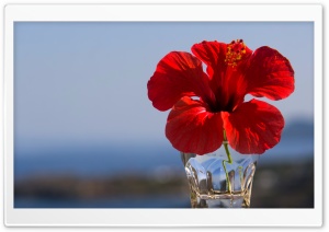Exotic Red Hibiscus Flower Ultra HD Wallpaper for 4K UHD Widescreen desktop, tablet & smartphone