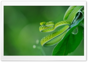 Exotic Snake Ultra HD Wallpaper for 4K UHD Widescreen desktop, tablet & smartphone