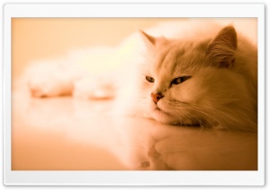Exotic White Cat Ultra HD Wallpaper for 4K UHD Widescreen desktop, tablet & smartphone