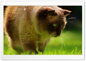 Explorer Cat Ultra HD Wallpaper for 4K UHD Widescreen desktop, tablet & smartphone