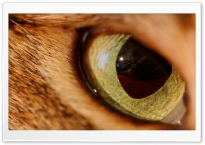 Eye Of The Tiger Ultra HD Wallpaper for 4K UHD Widescreen desktop, tablet & smartphone