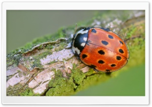 Eyed Ladybug Ultra HD Wallpaper for 4K UHD Widescreen desktop, tablet & smartphone