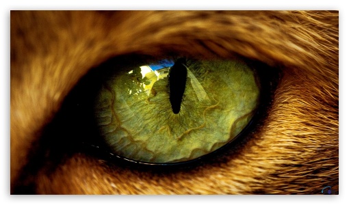 Eyes UltraHD Wallpaper for HD 16:9 ;