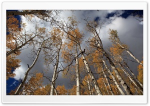 Fall Birch Trees Ultra HD Wallpaper for 4K UHD Widescreen desktop, tablet & smartphone